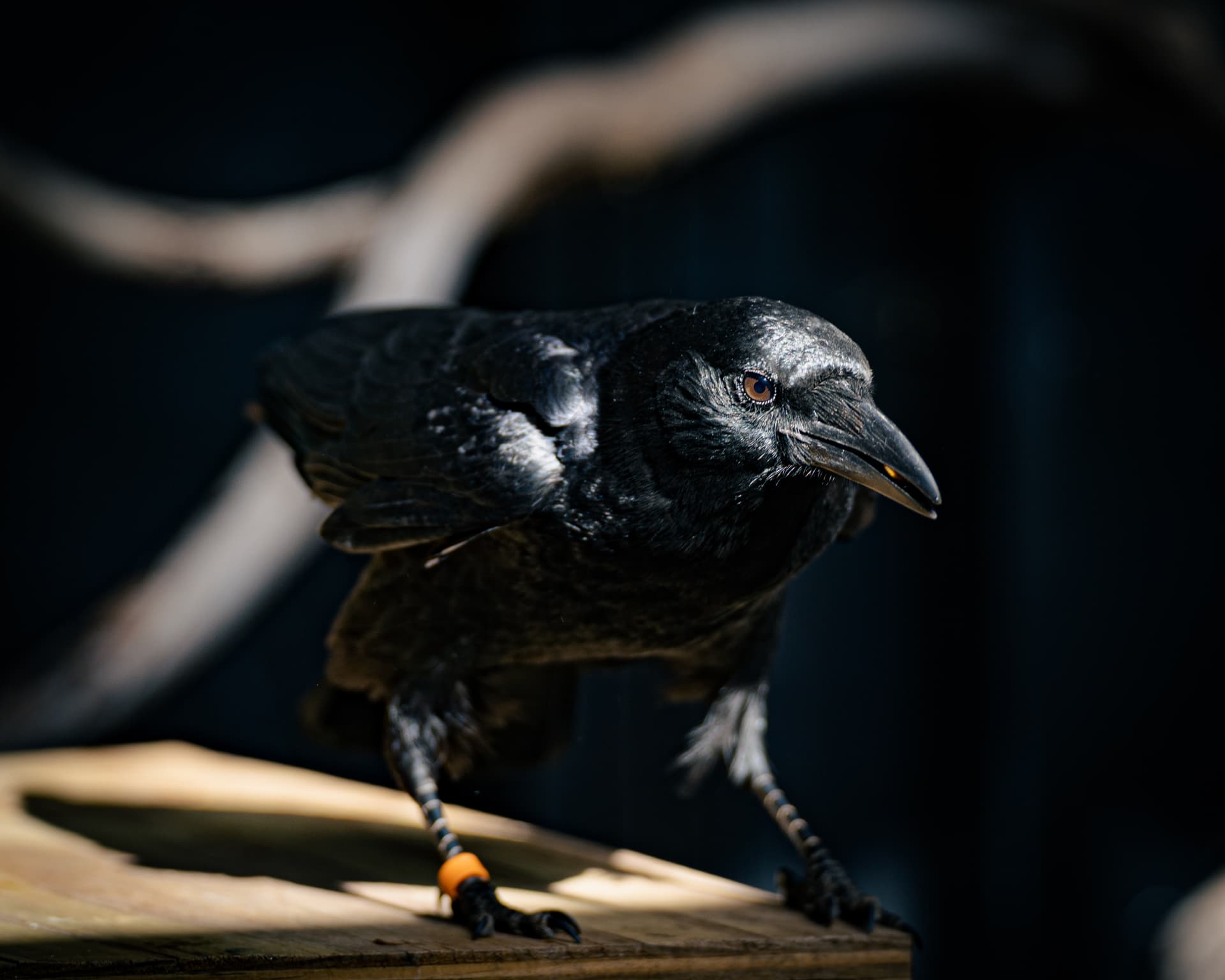 Abbott the American Crow