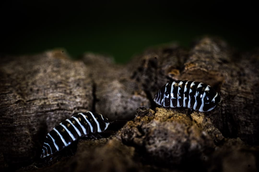 Marty the Zebra Isopods