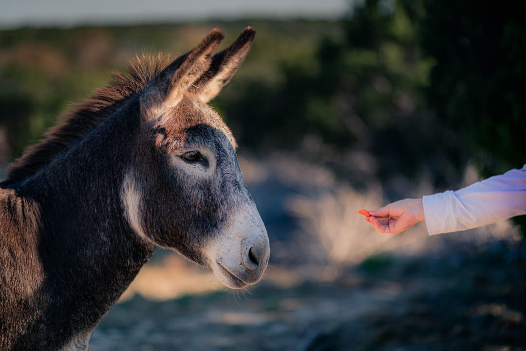 Serrano the Domestic Donkey