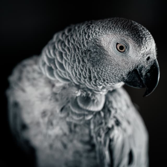 Mia the African Grey