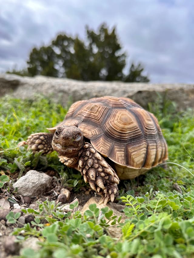 Push Pop the Sulcata Tortoise