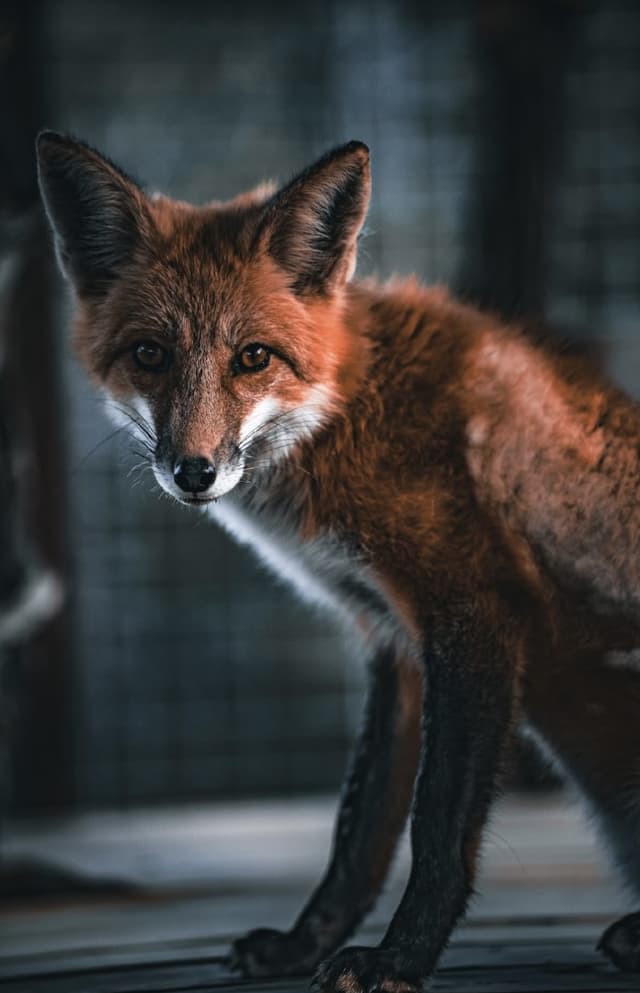 Reed the American Red Fox