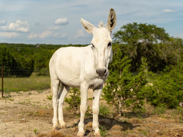 Jalapeño the Domestic Donkey