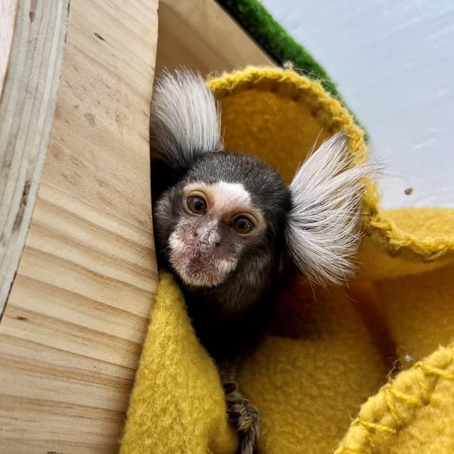 Appa the Common Marmoset