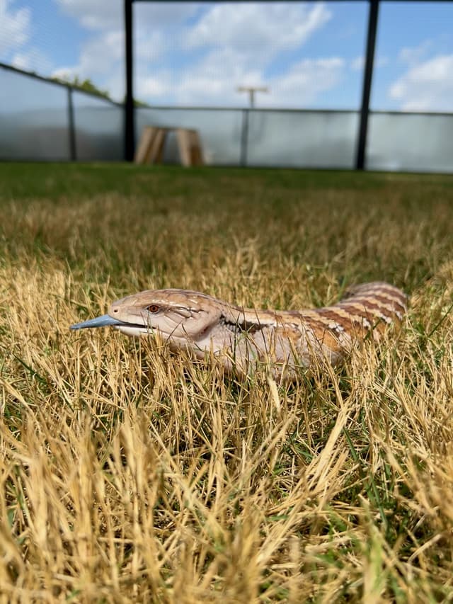 Toaster Strudel the Blue-tounged Skink