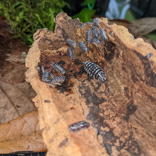 Marty the Zebra Isopods