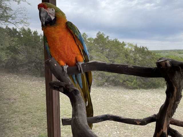 Miley the Catalina Macaw