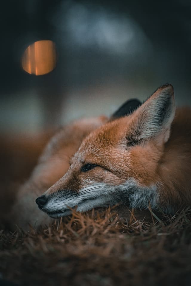 Reed the American Red Fox