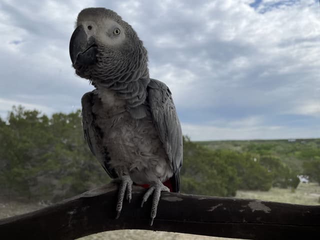 Mia the African Grey