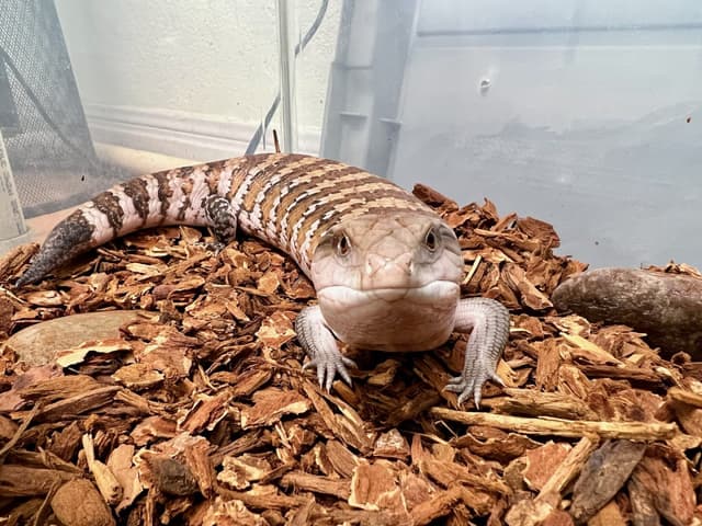 Toaster Strudel the Blue-tounged Skink