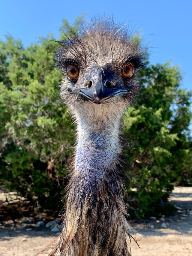 Stompy the Emu